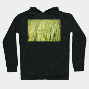 Common Wheat Hoodie